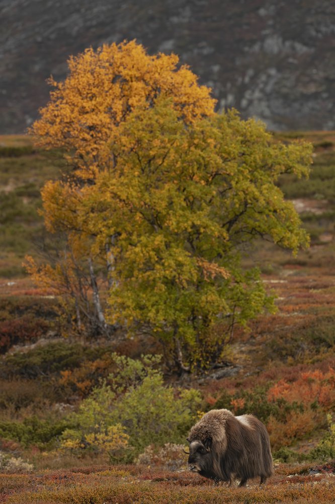 Photograph by Ernestas Balcikonis
