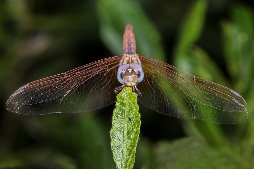 Photograph by E Hamdi Abdullah