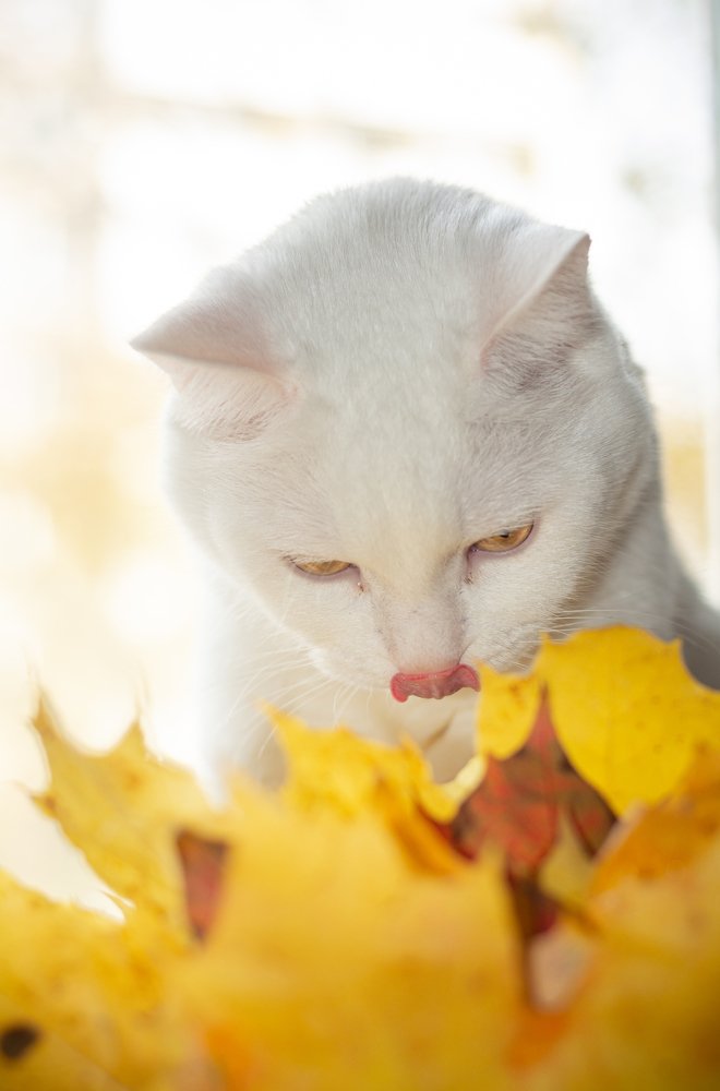 Попробуй осень на вкус.
