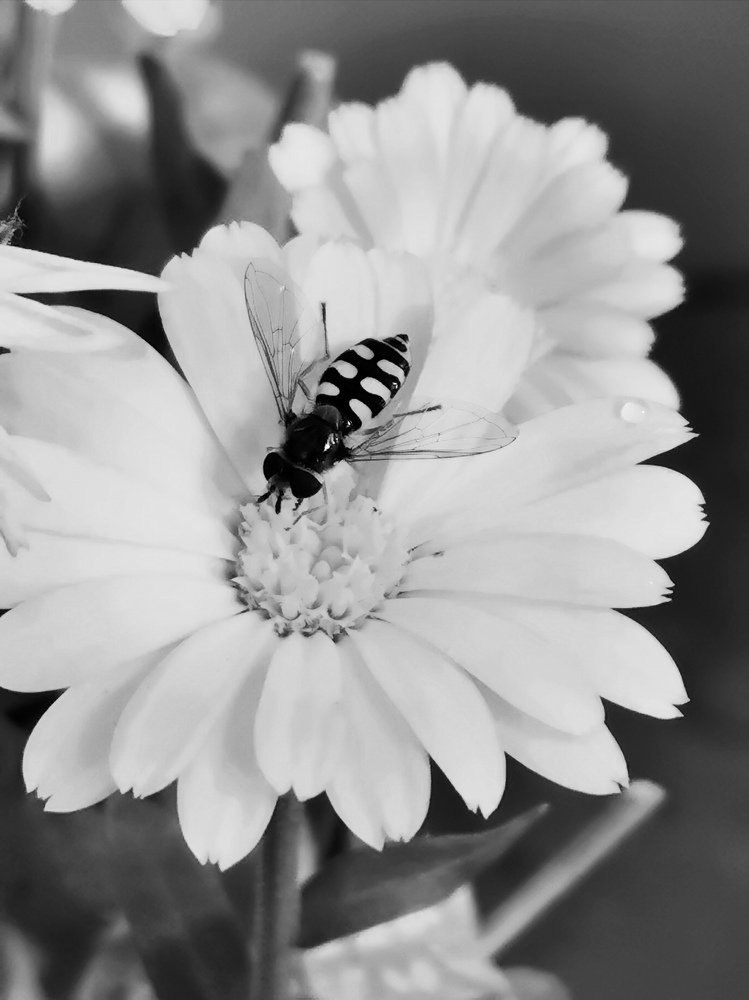 Photograph by Юлия Арестова