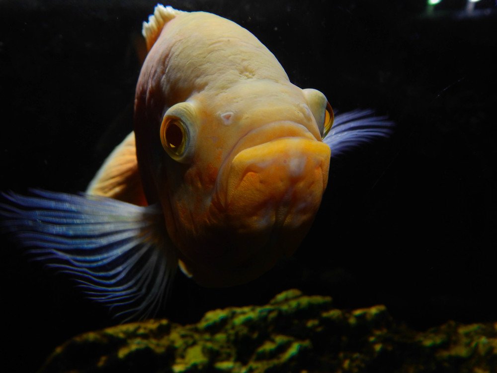 Photograph by Диана Бородзе