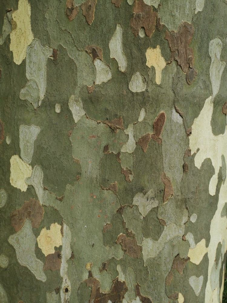 Photograph by Ирина Алексеевская