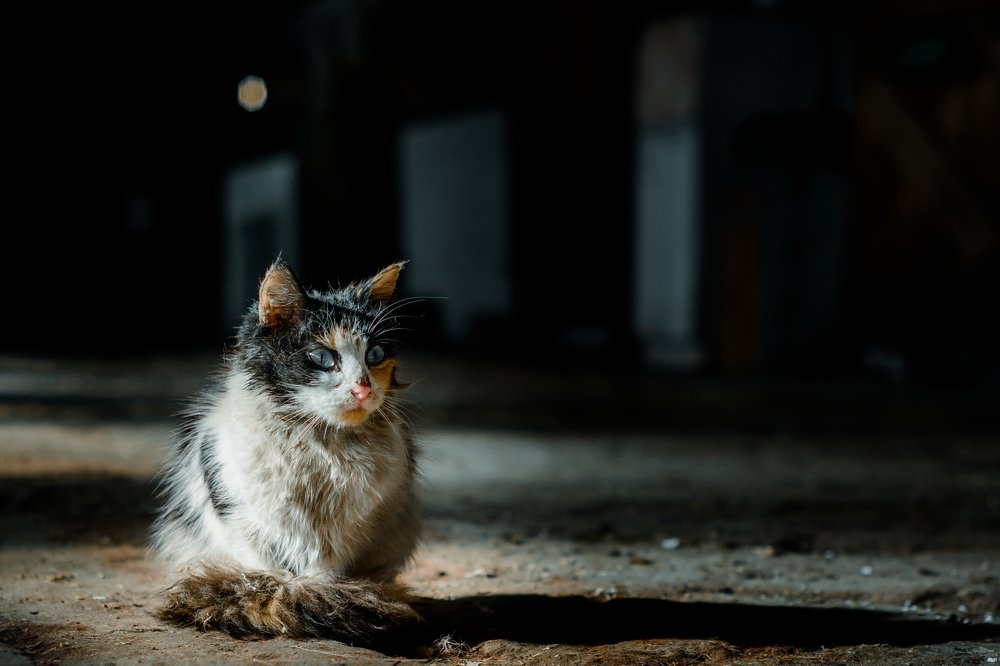Photograph by Василий Ворона