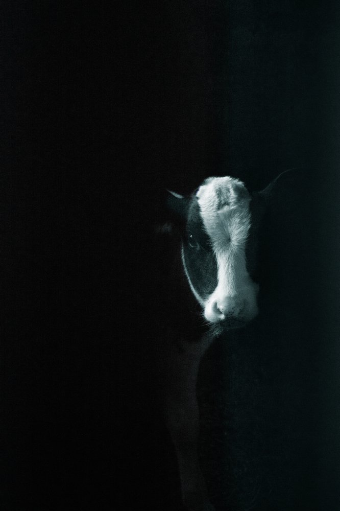 Photograph by Василий Ворона
