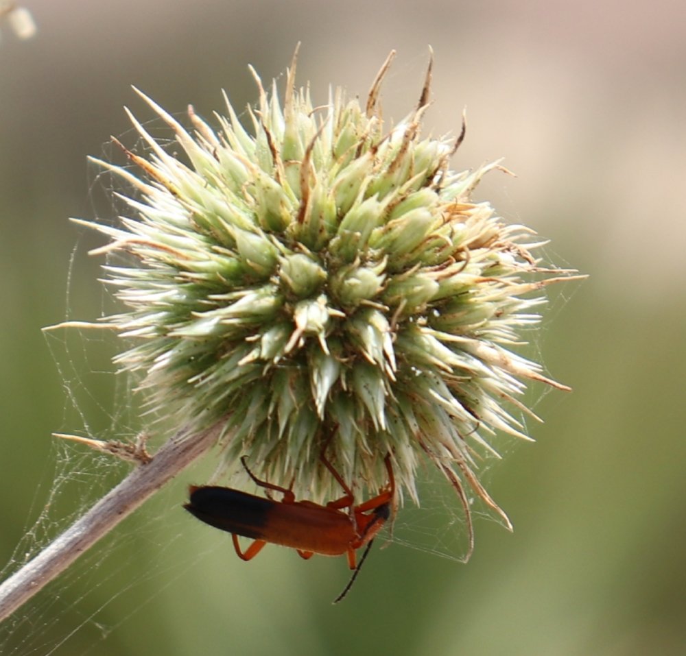 Photograph by Rassam Ali AL baadani