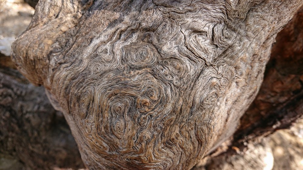 Можжевельник