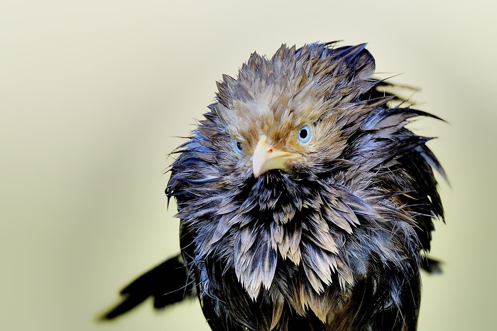 Photograph by Narendra Singh