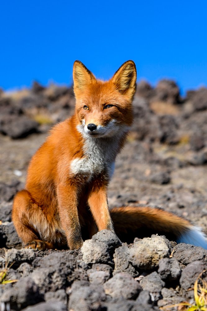 Камчатский лис