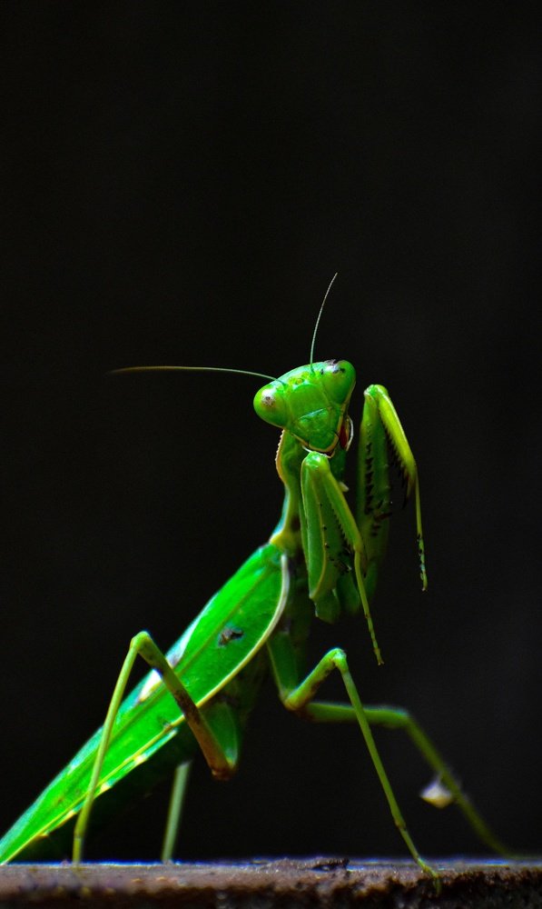 praying mantis