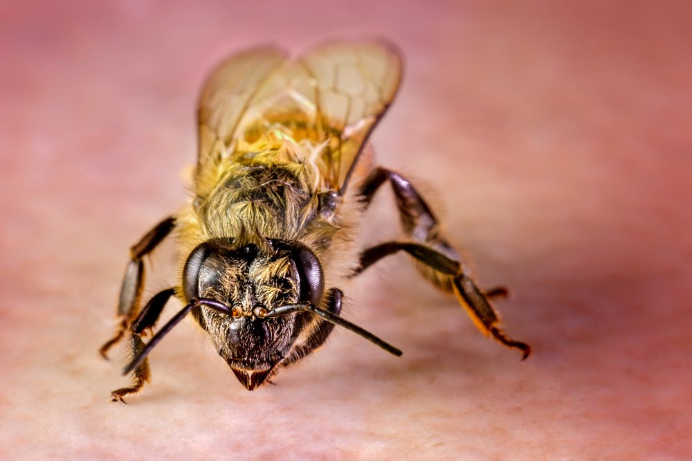 Фотография автора Gabriel de Araujo Almeida
