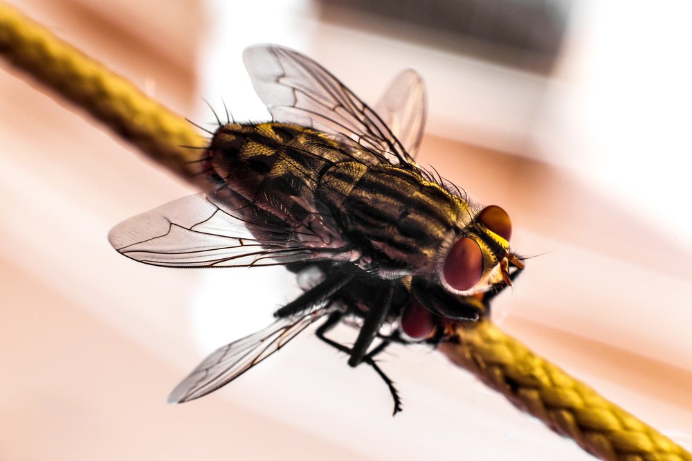 Фотография автора Gabriel de Araujo Almeida