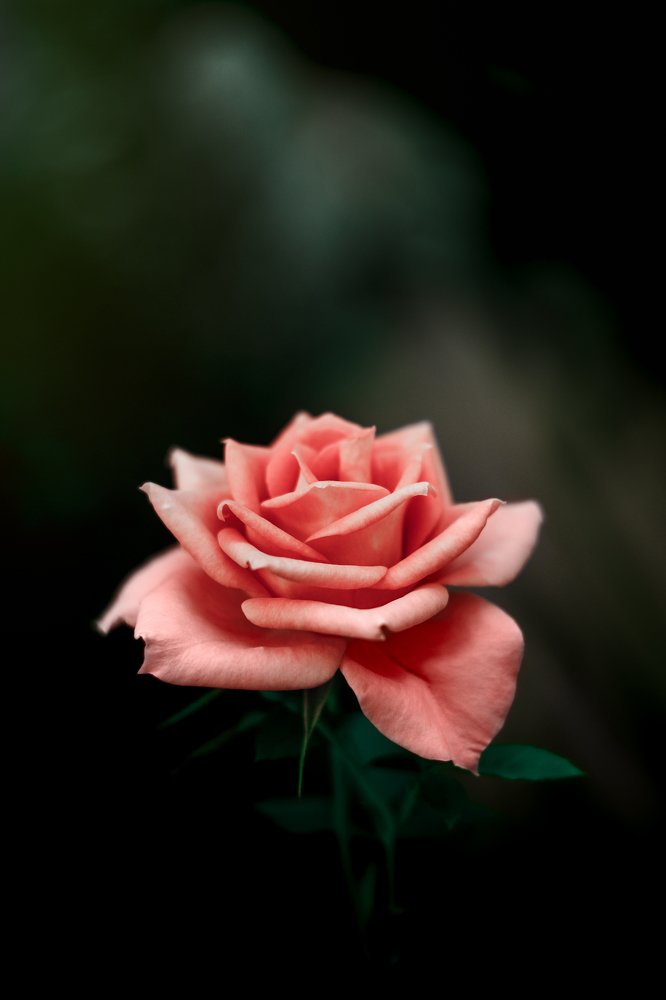 Фотография автора Gabriel de Araujo Almeida