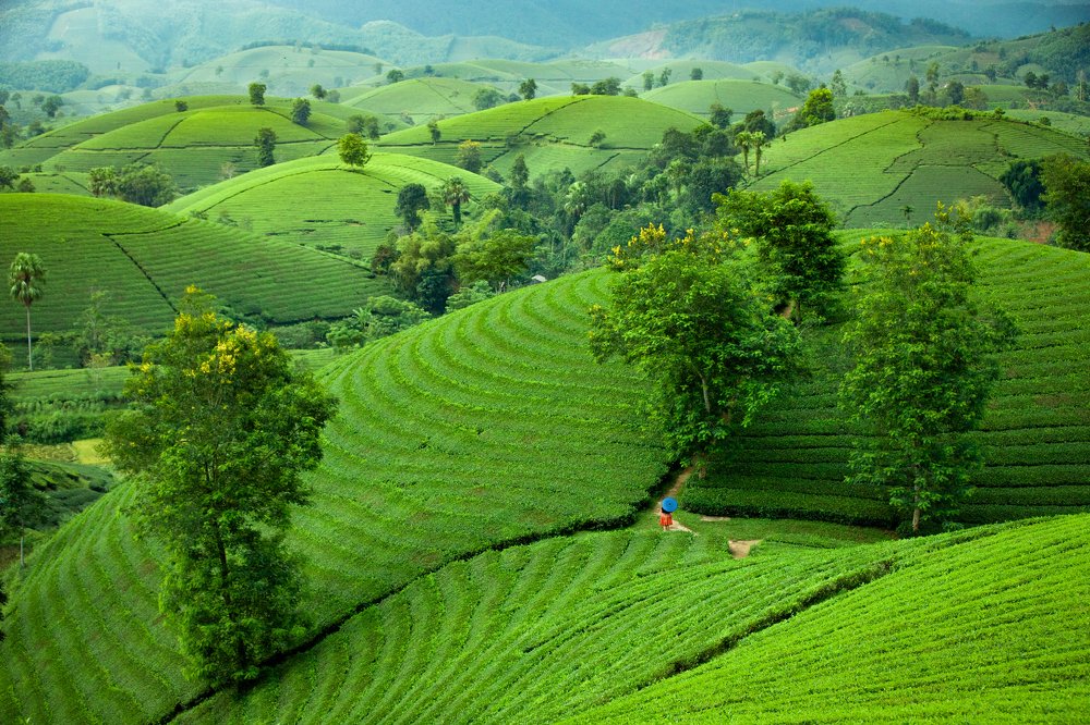 Photograph by Ngo Van Diep