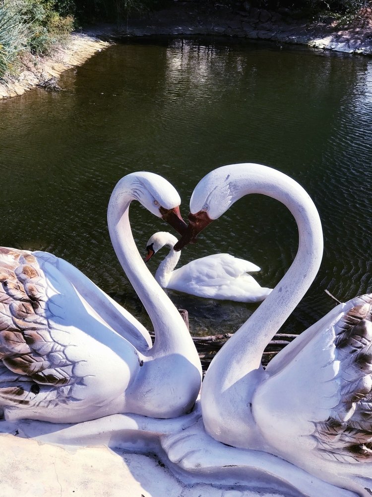 Лебедь на пруду