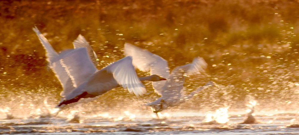 Photograph by Светлана Крат