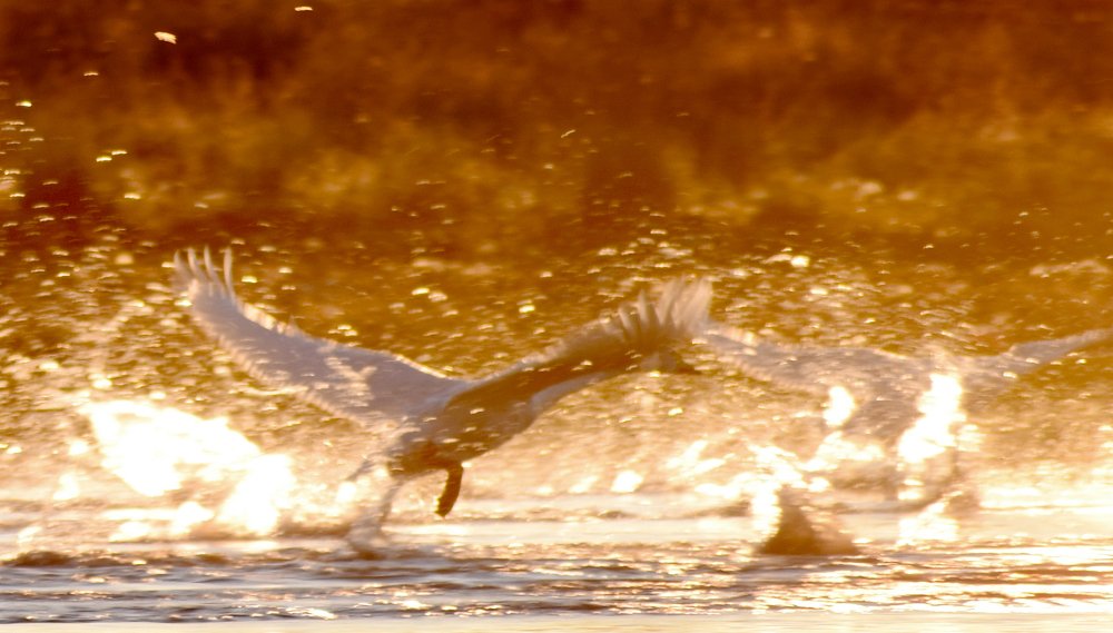 Photograph by Светлана Крат