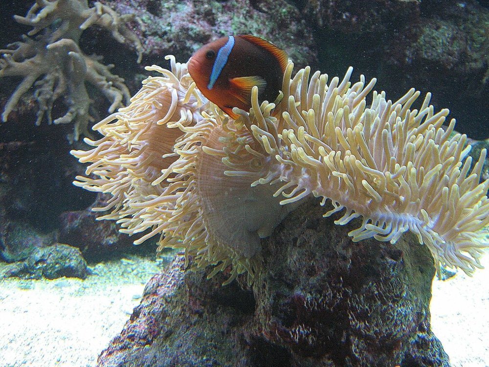 На пьедестале