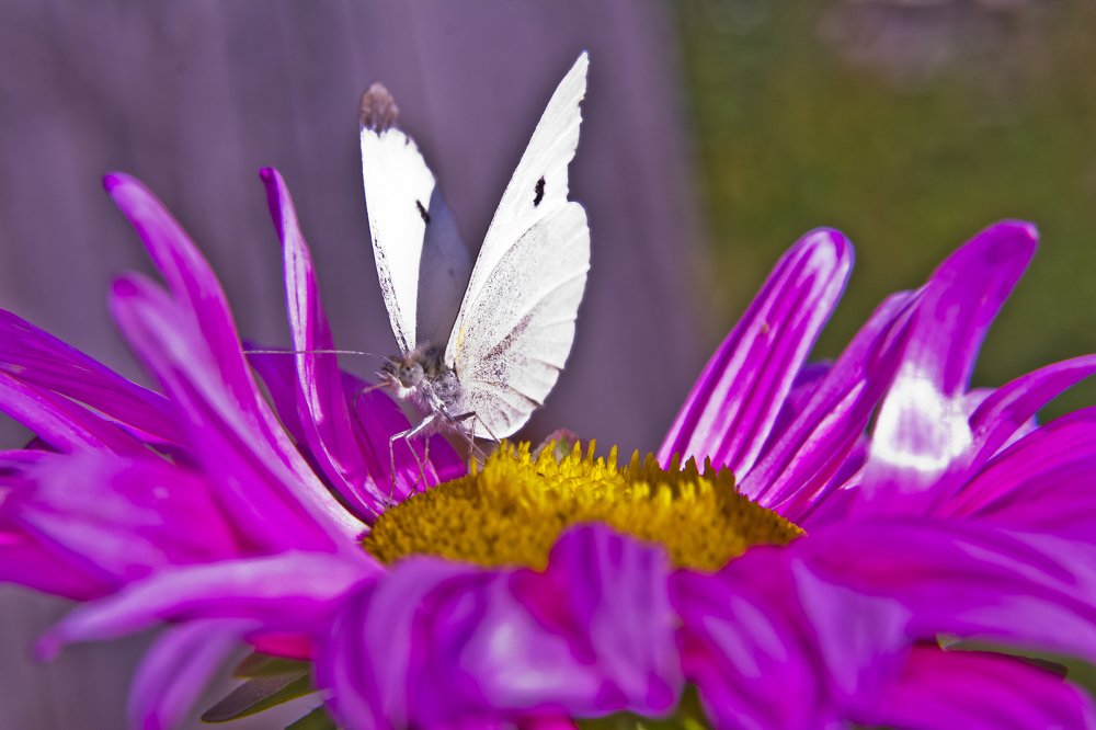 Photograph by Дмитрий Жижин
