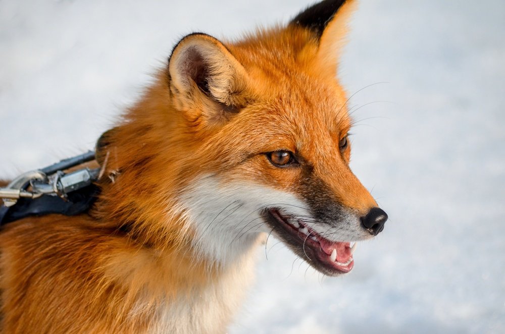 Photograph by Вероника Романенко