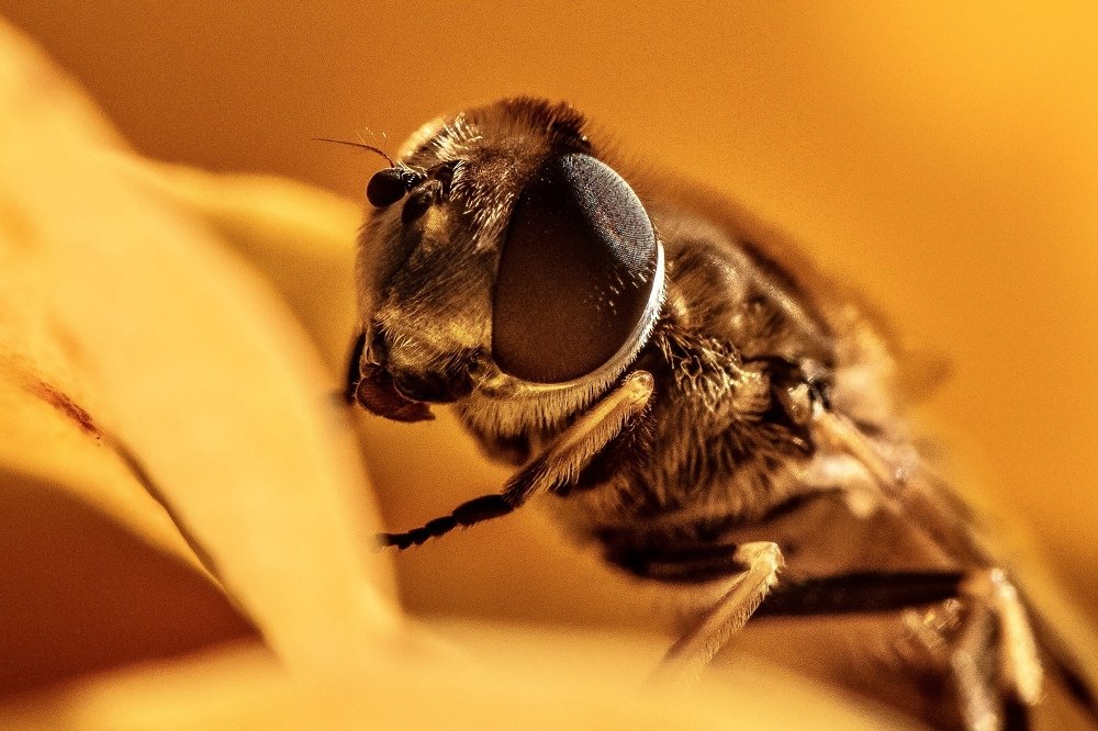 Фотография автора Мария Сурмачева