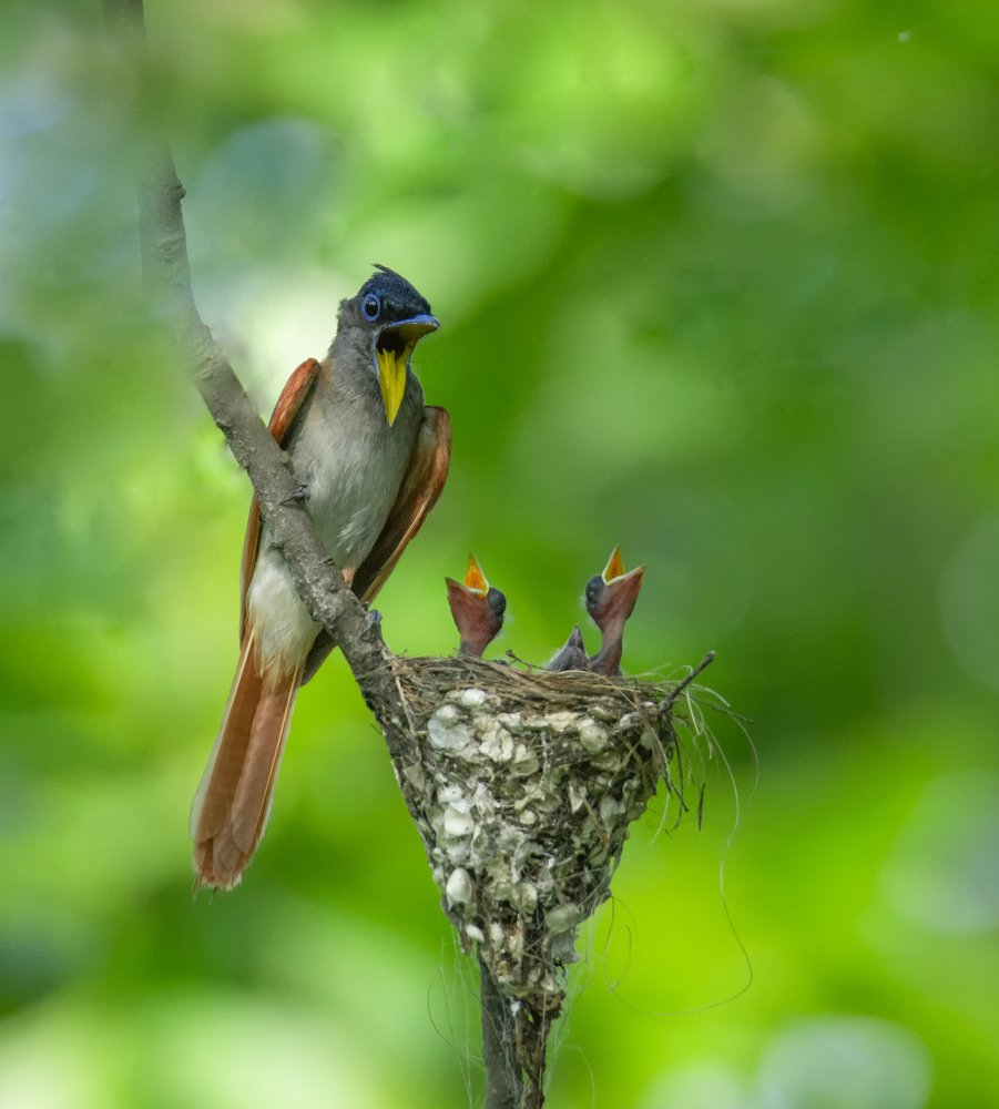 Angry Mom