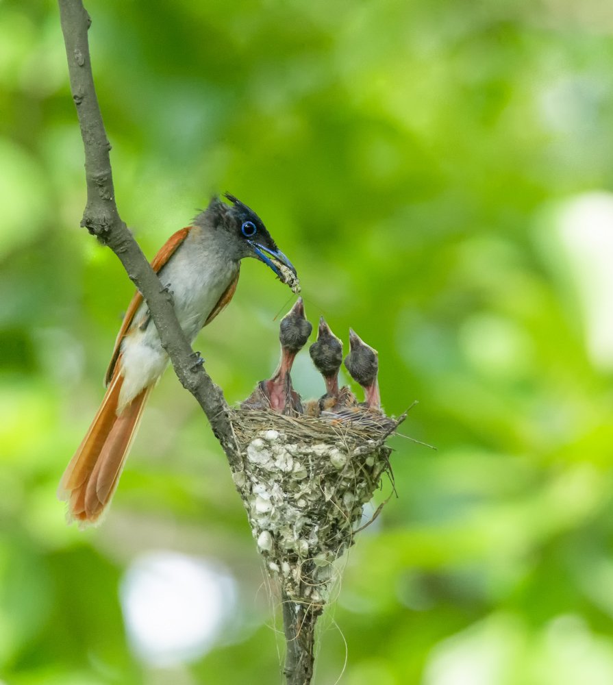 Feeding Time