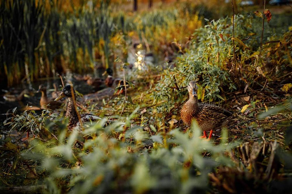 Фотография автора Анна Толмачева