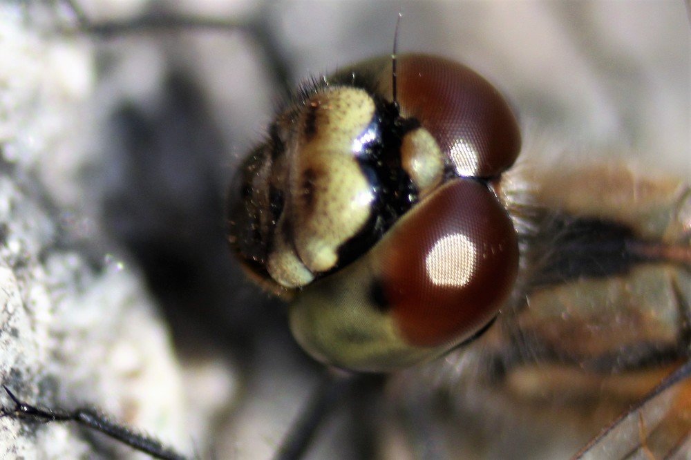 Photograph by Елена Баландина