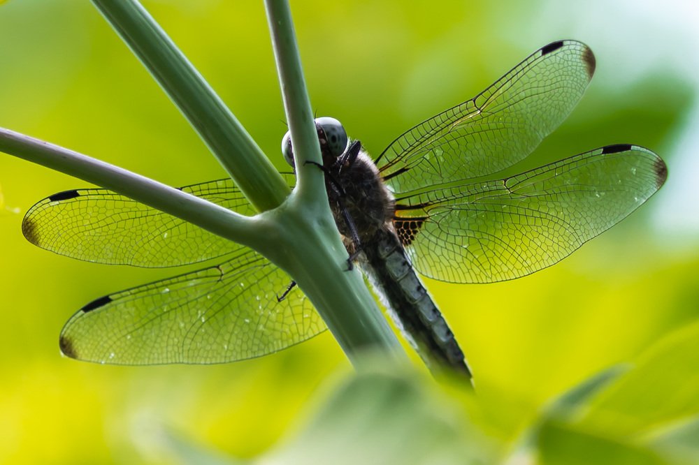 Photograph by Дмитрий Крючков