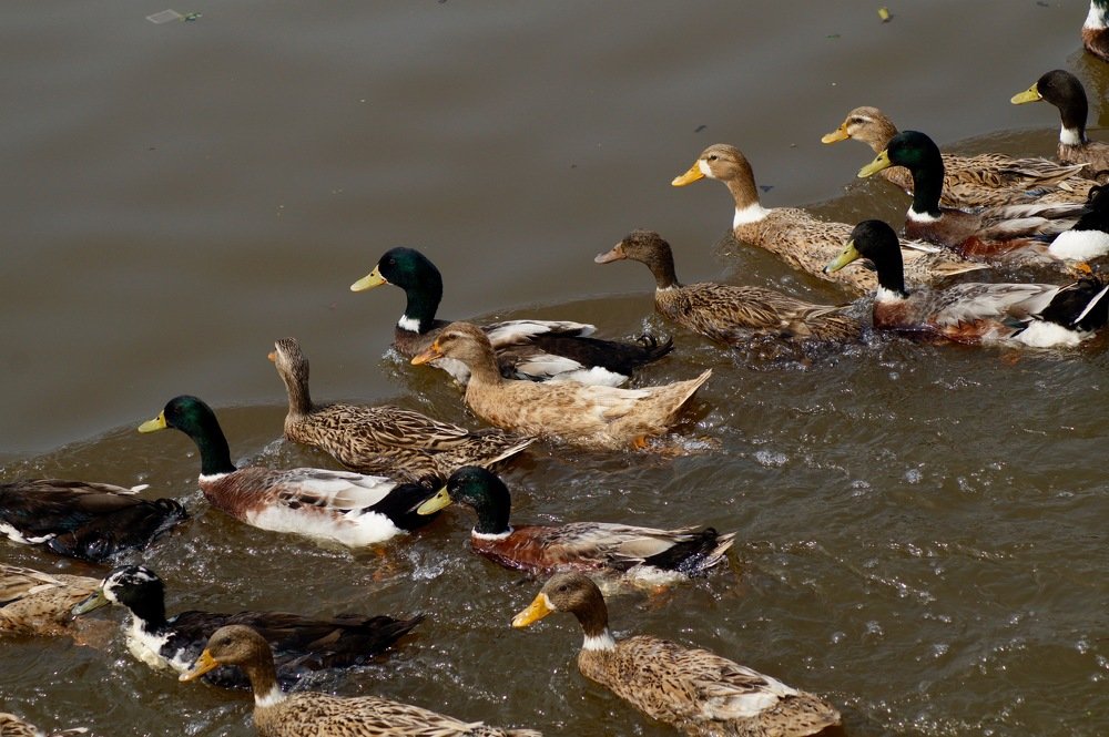 Photograph by Ambewadikar sourabh