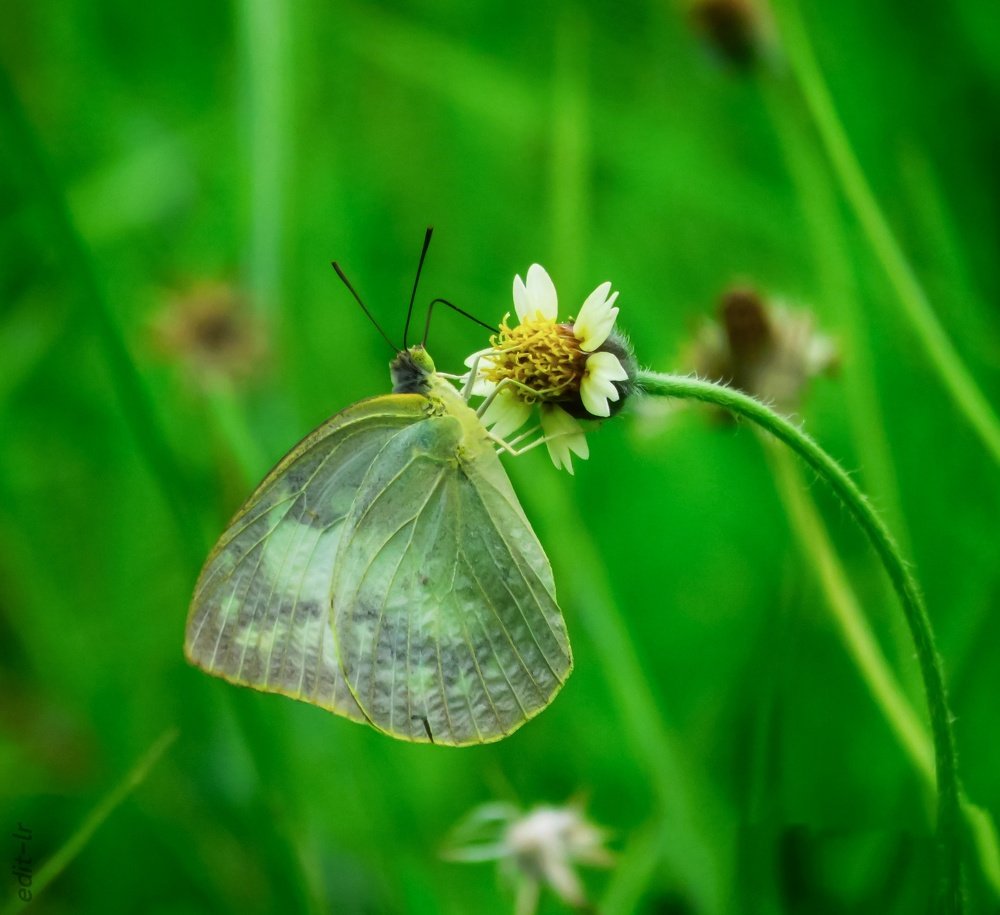 Photograph by Tun Ko Ko