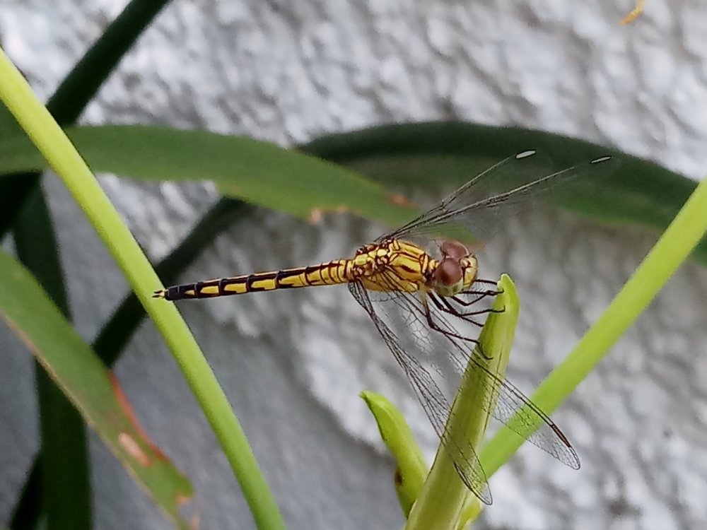 Photograph by Ambewadikar sourabh