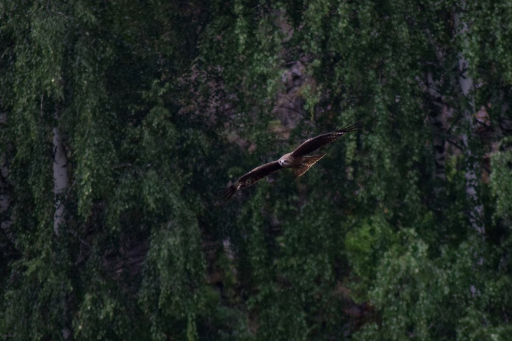 Photograph by Александра Лукашевич