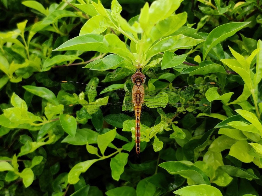 Photograph by vivek Kumar