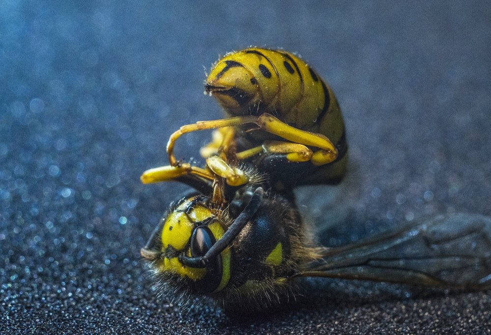 Фотография автора Александр Кременицкий
