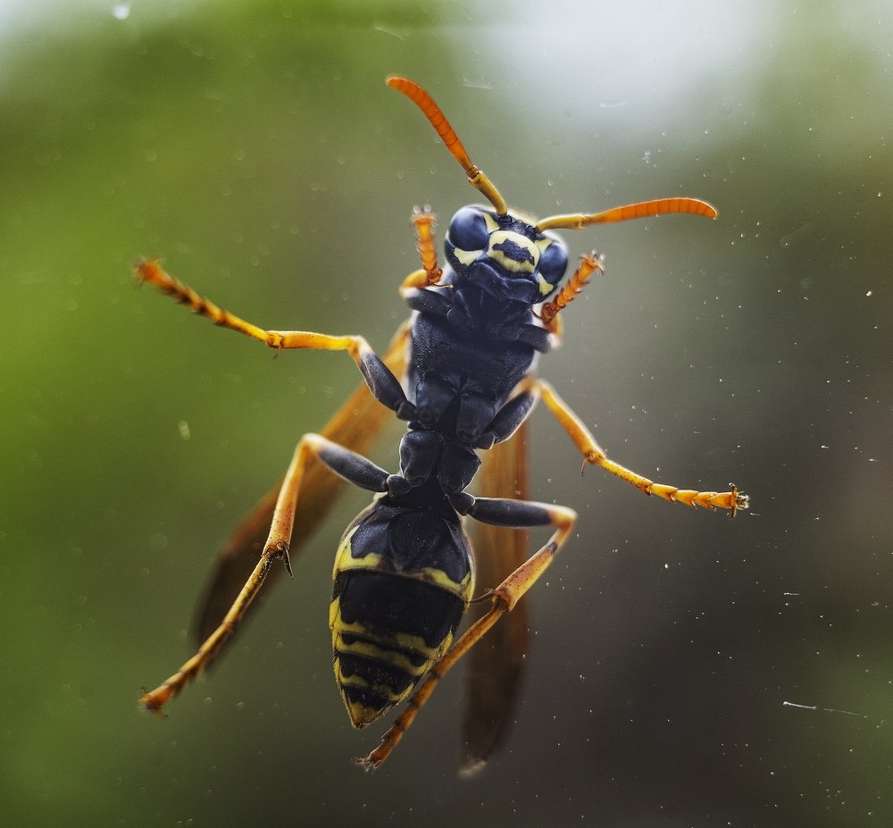 Фотография автора Александр Кременицкий