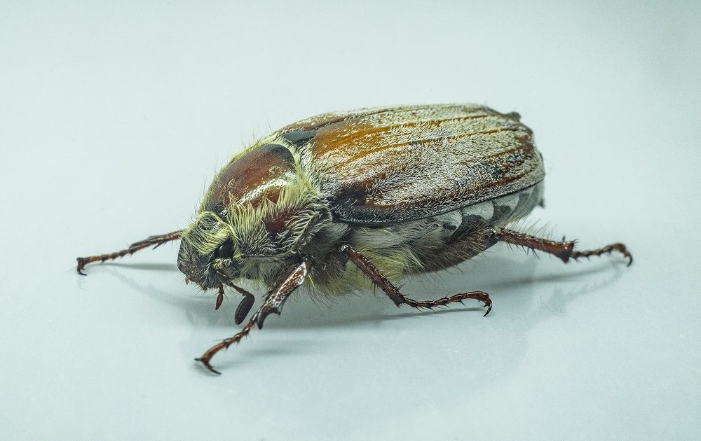 Фотография автора Александр Кременицкий