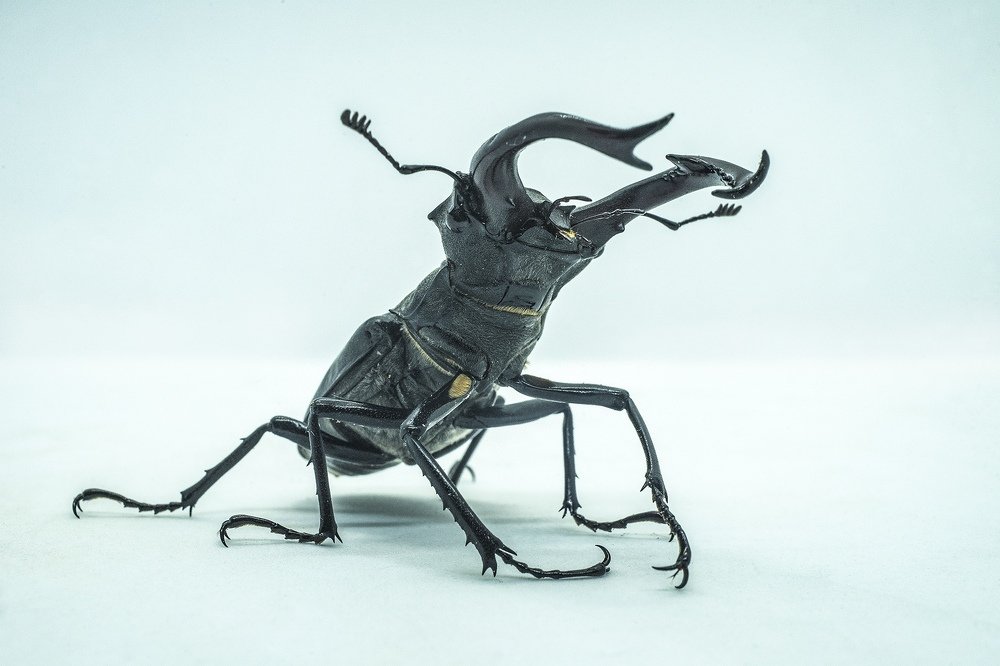 Фотография автора Александр Кременицкий