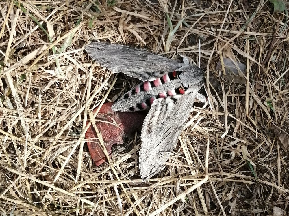 Photograph by Анжелика Короткова