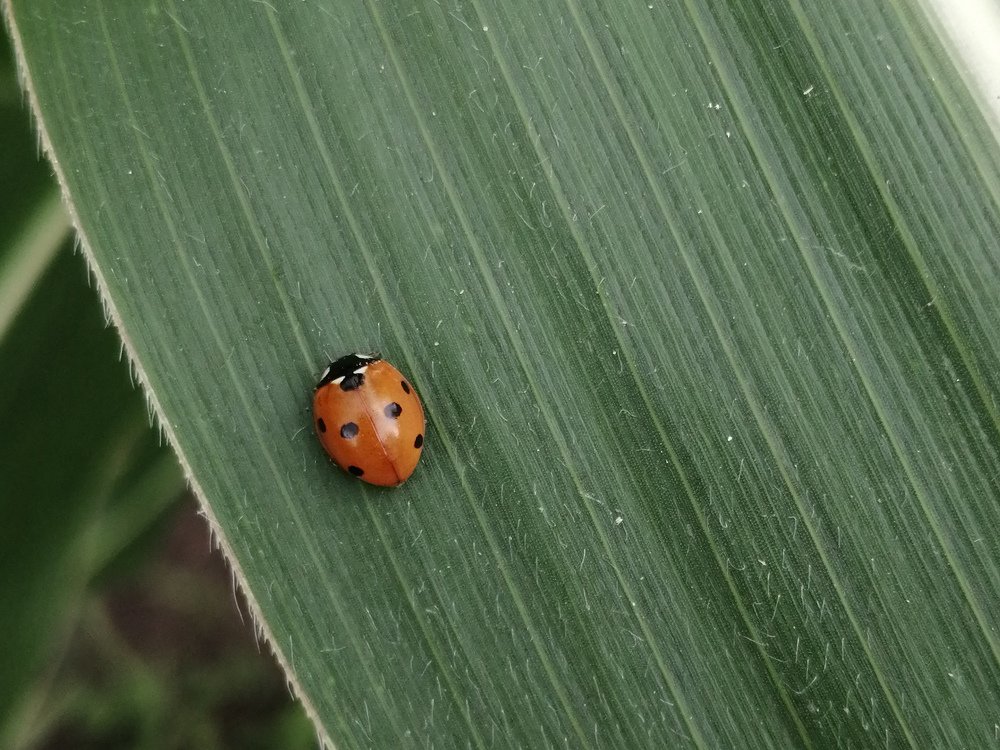 Photograph by Анжелика Короткова