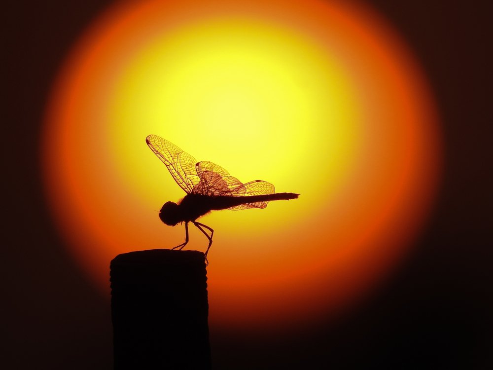 The dragonfly & the golden backlight