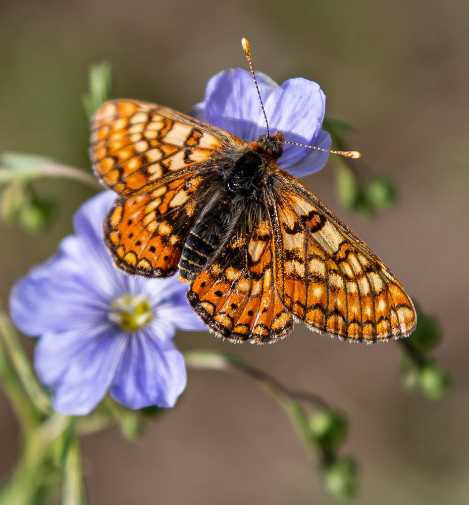 Шашечница на цветке льна