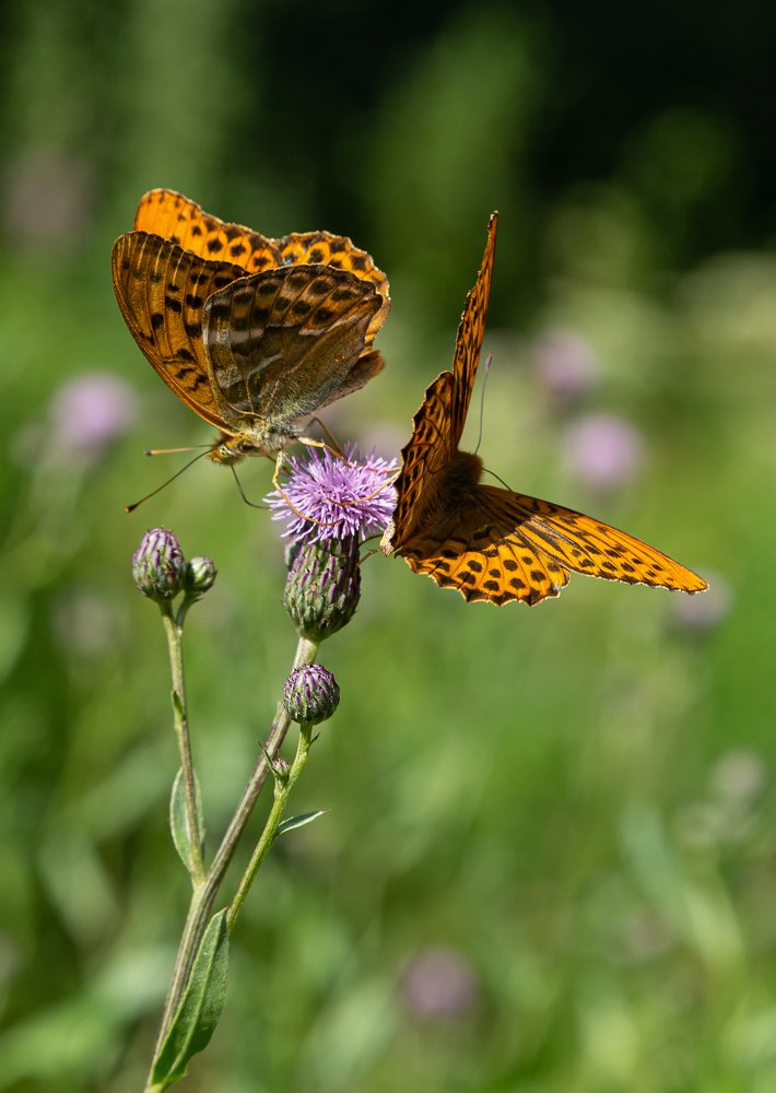 Прекрасная пара