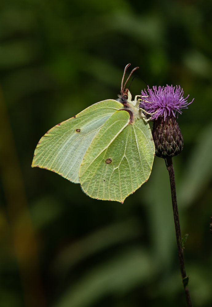 лимонный крававец