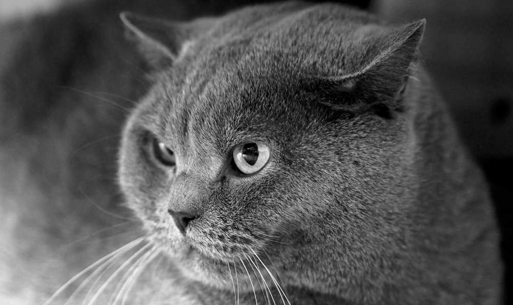 Photograph by Ольга Линк