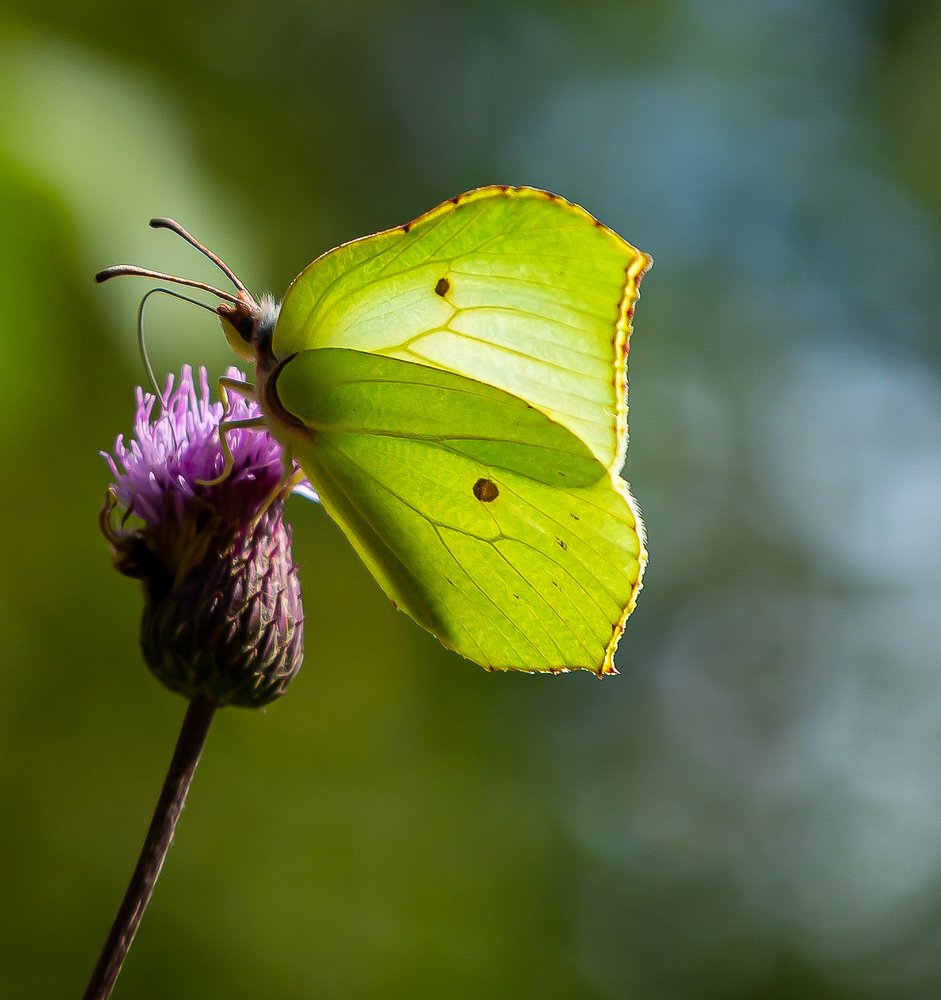 лесной фонарик