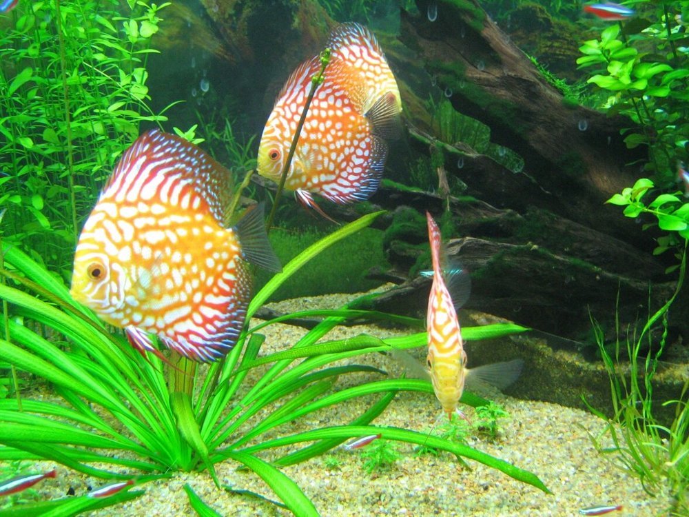 Photograph by Юрий Тихонов