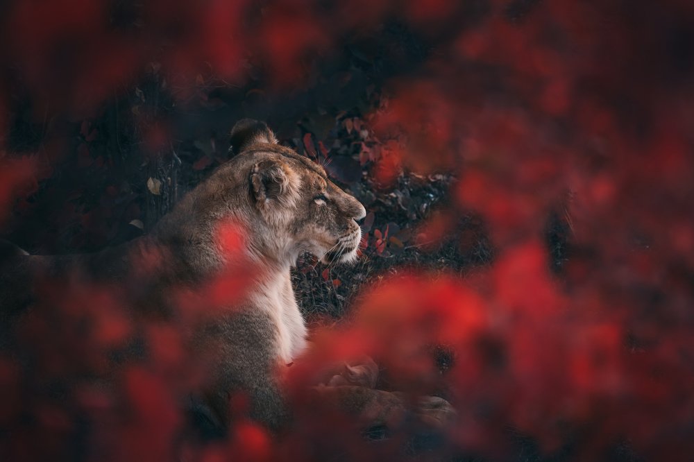 Photograph by Светлана Воскресенская