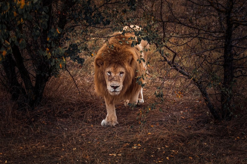 Photograph by Светлана Воскресенская