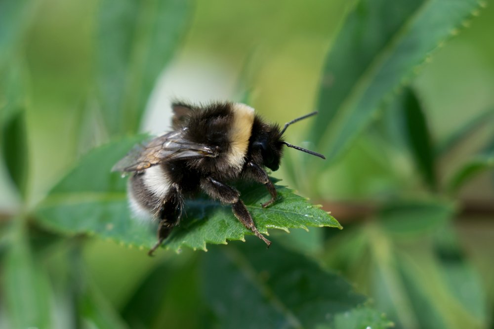 Photograph by Александра Лукашевич